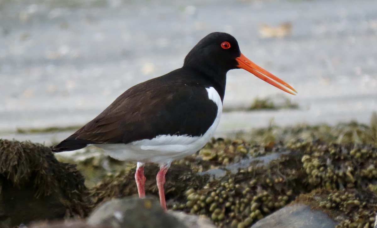 Eurasian Oystercatcher - ML620895107