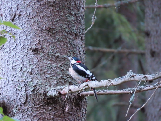 Great Spotted Woodpecker - ML620895109