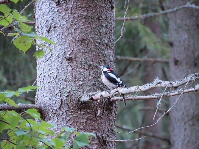 Great Spotted Woodpecker - ML620895110