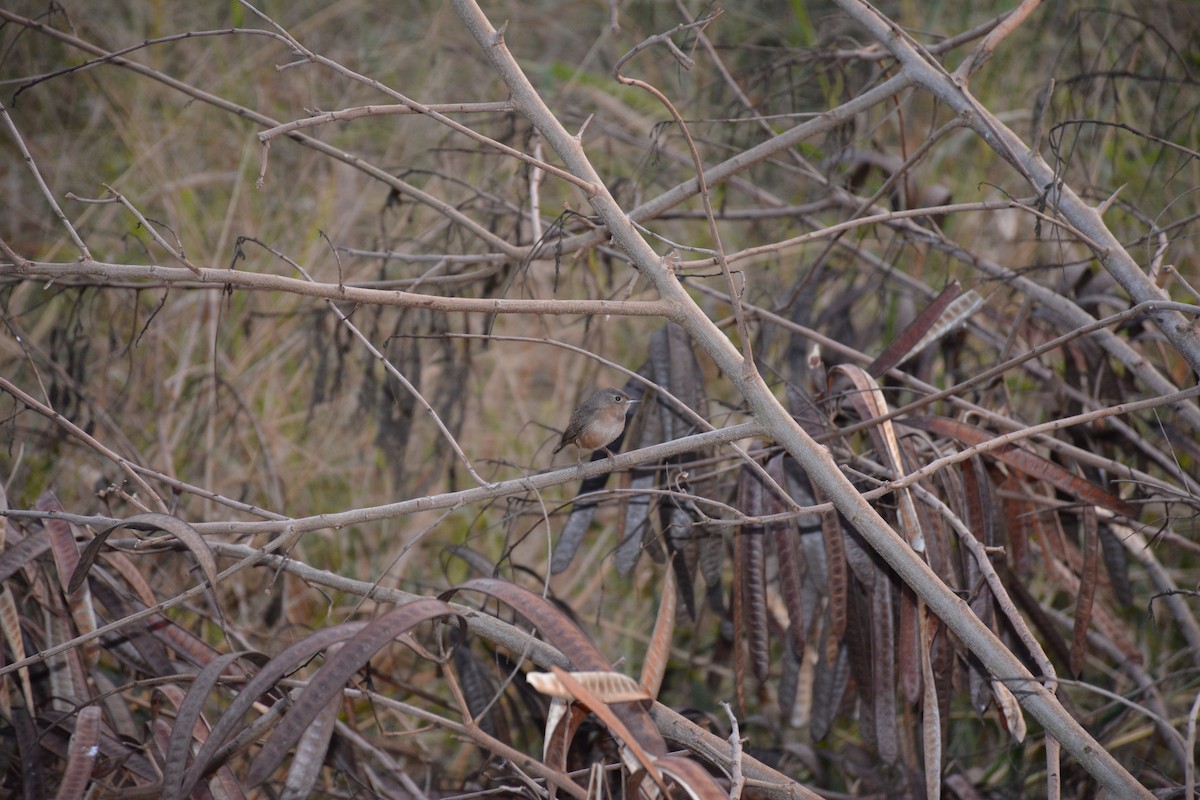 House Wren - ML620895111