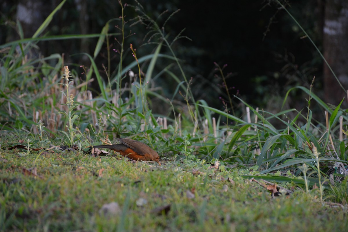 Rufous-bellied Thrush - ML620895114