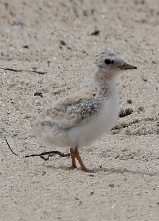 Least Tern - ML620895117