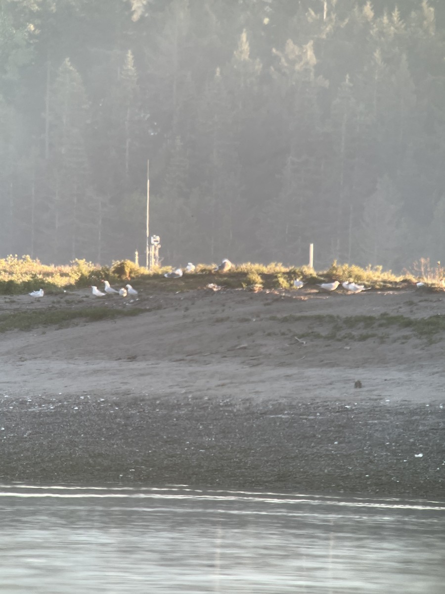 Caspian Tern - ML620895120