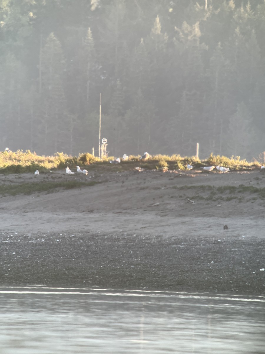 Caspian Tern - ML620895123