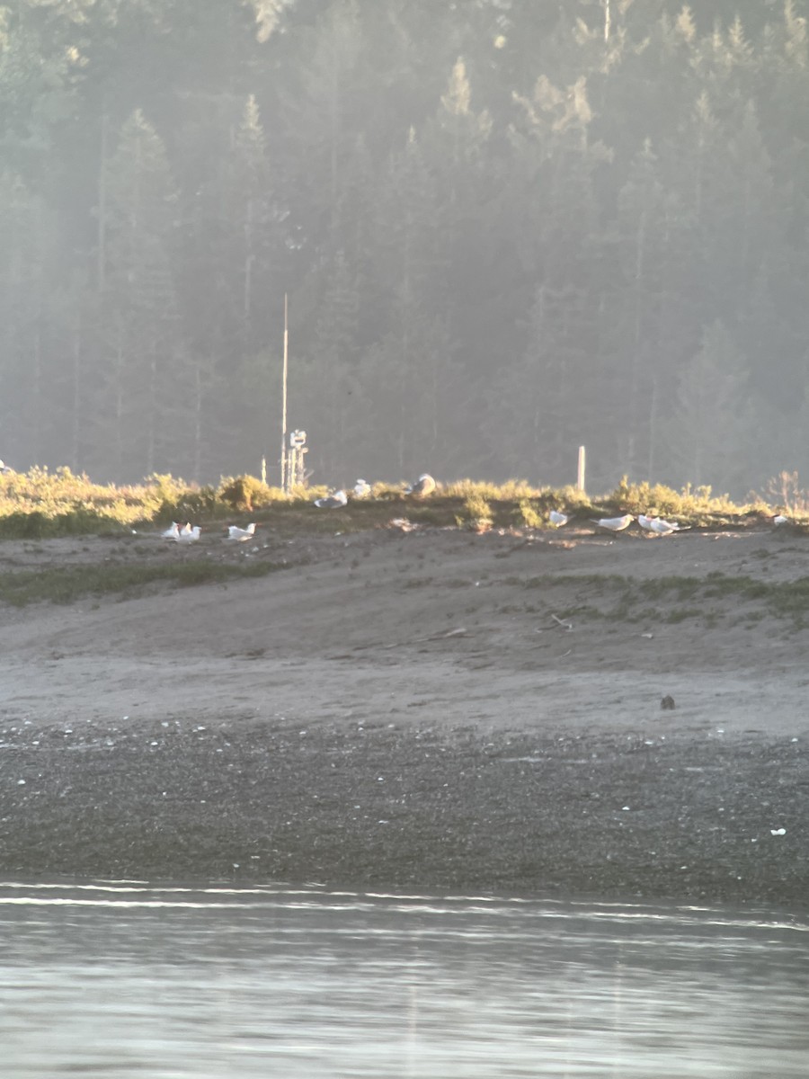 Caspian Tern - ML620895125