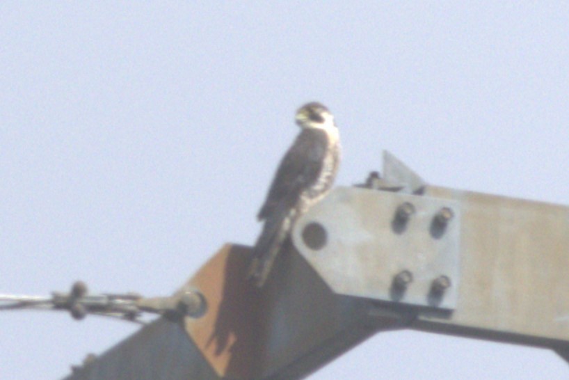 Peregrine Falcon - ML620895128