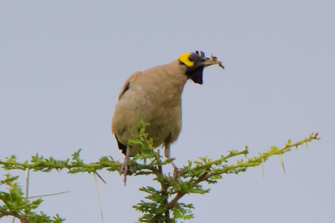 Wattled Starling - ML620895129