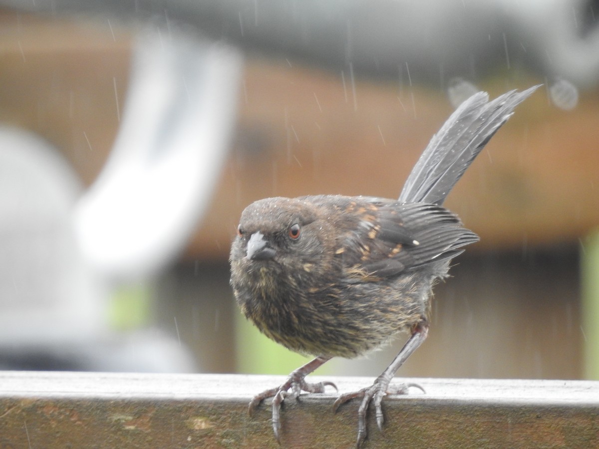 Spotted Towhee - ML620895130