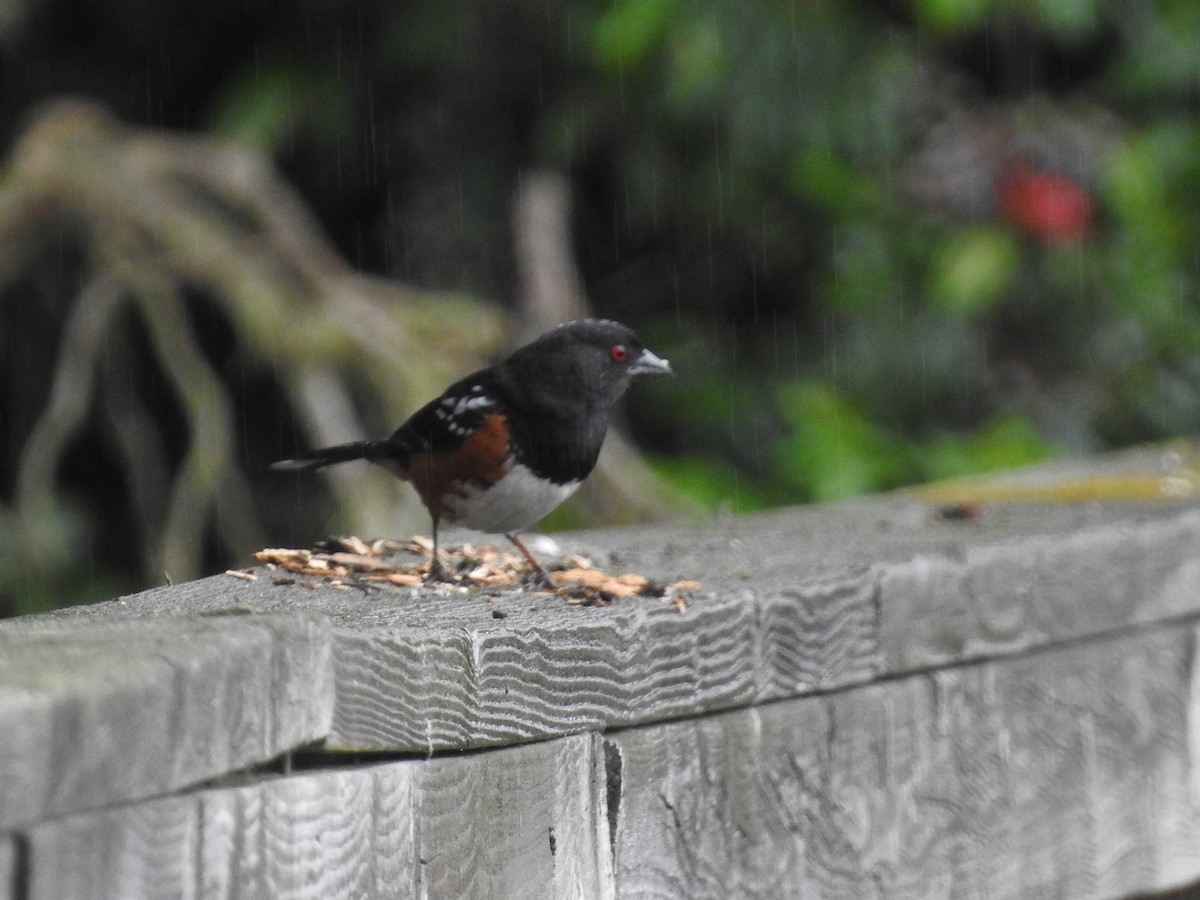 Spotted Towhee - ML620895132