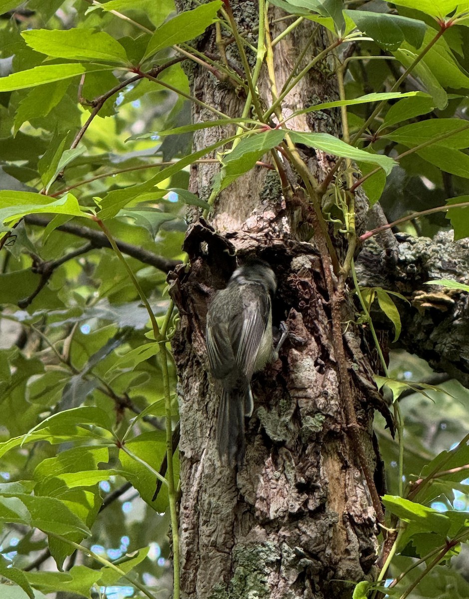 Black-capped Chickadee - ML620895135