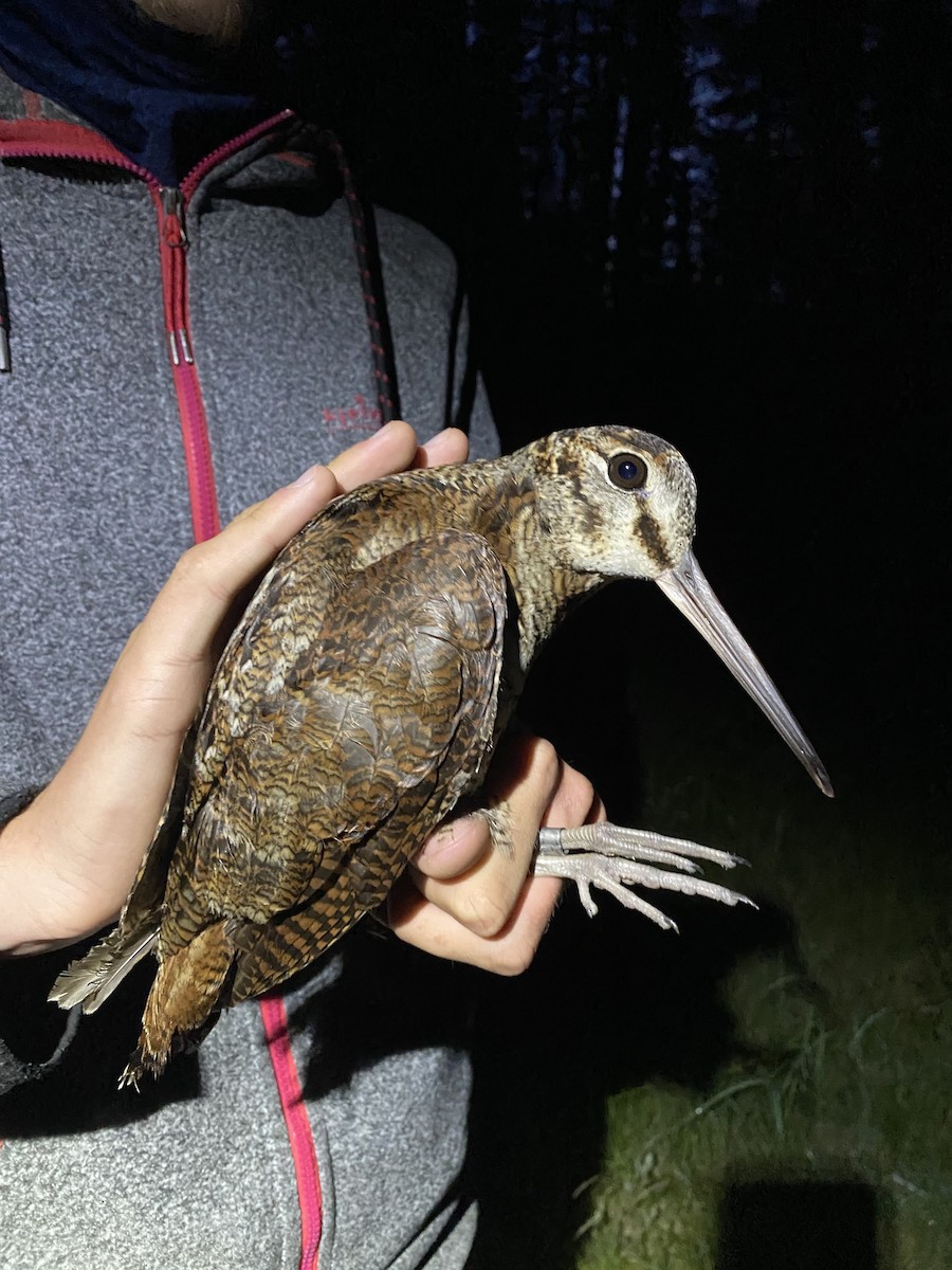 Eurasian Woodcock - ML620895168