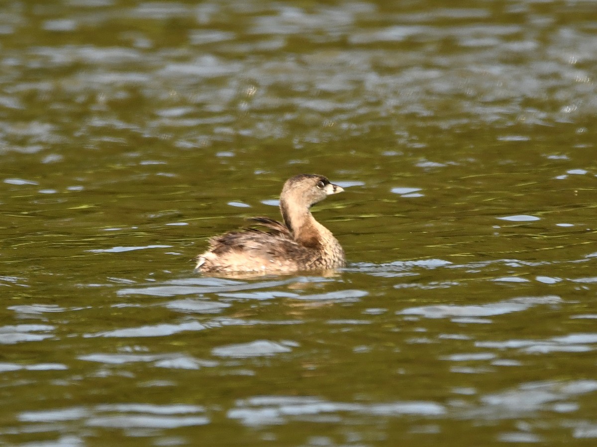 Pied-billed Grebe - ML620895175