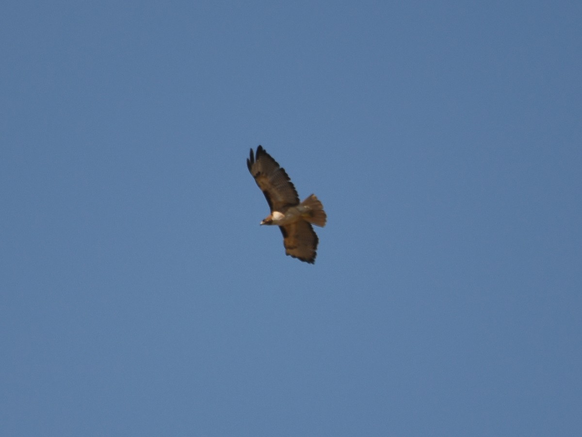 Red-tailed Hawk - ML620895184