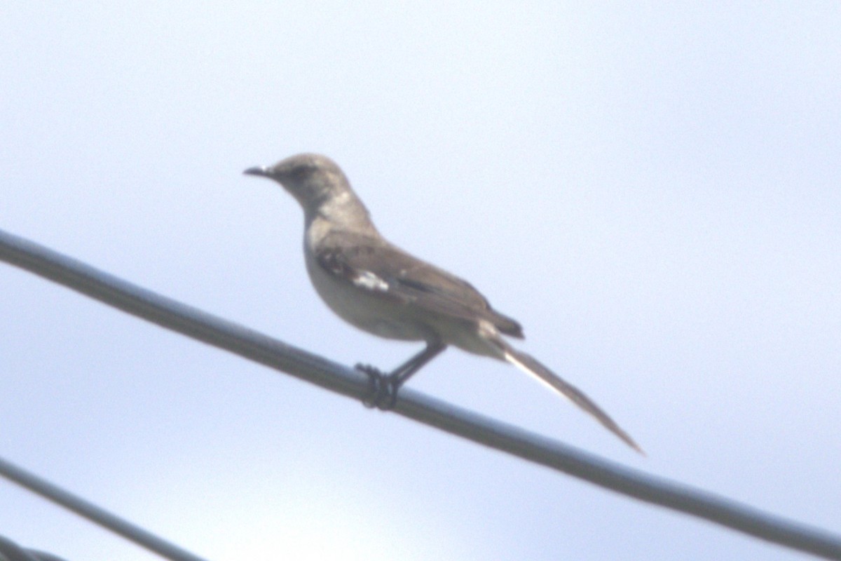 Northern Mockingbird - ML620895186