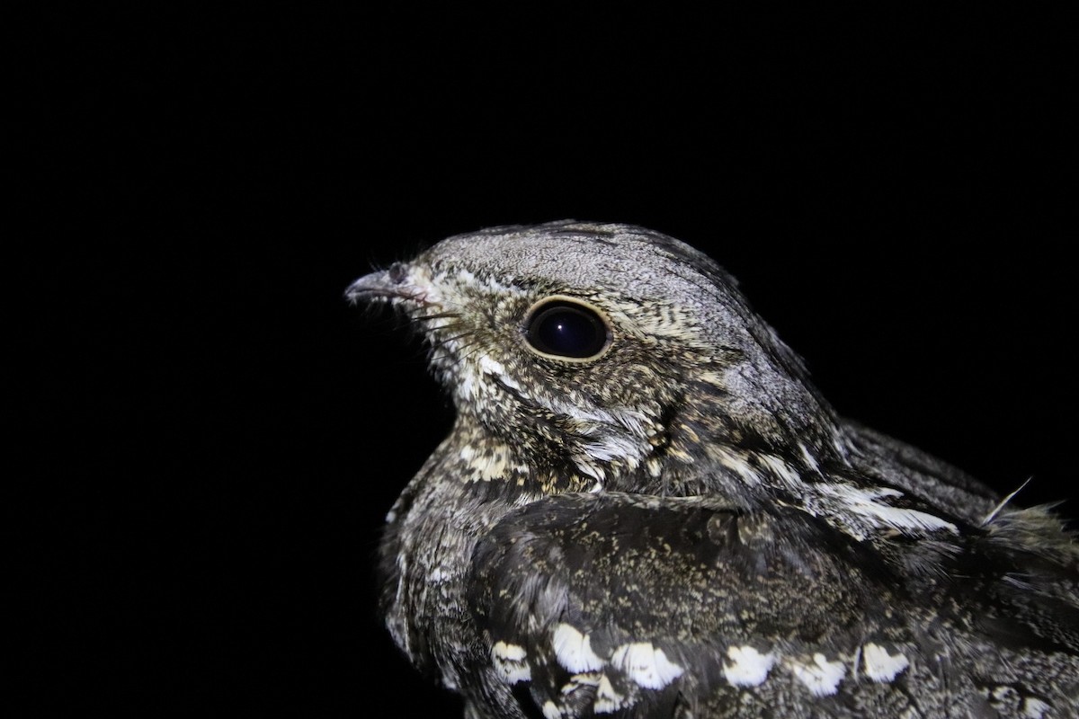 Eurasian Nightjar - ML620895187