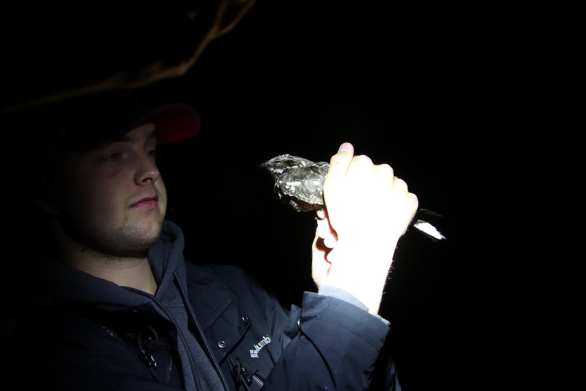 Eurasian Nightjar - ML620895189