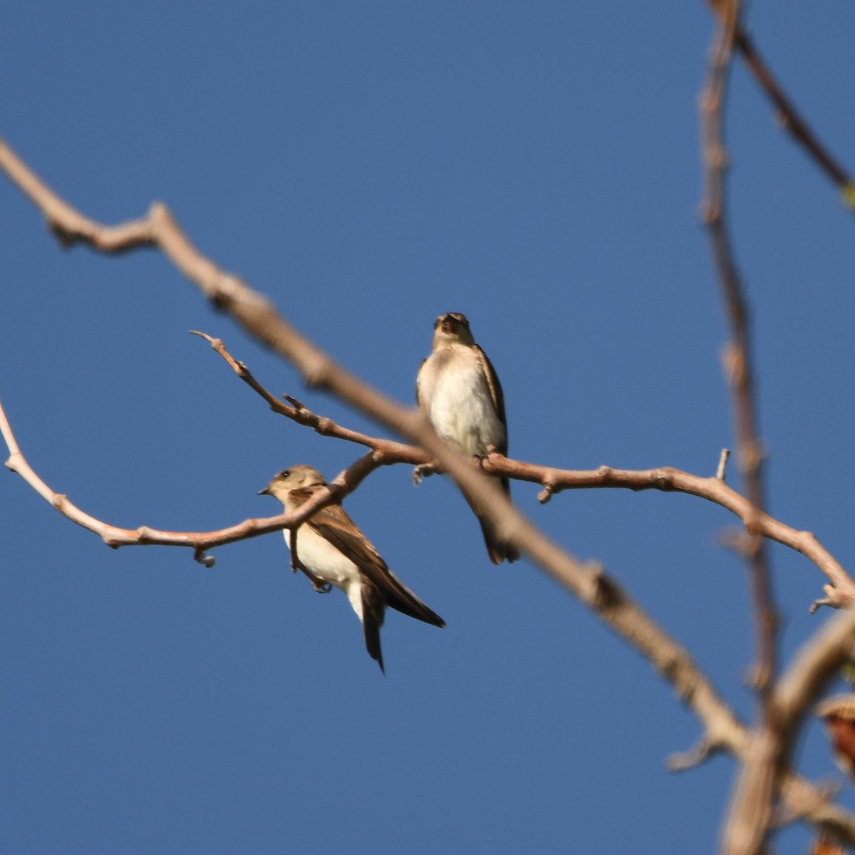 Northern Rough-winged Swallow - ML620895190