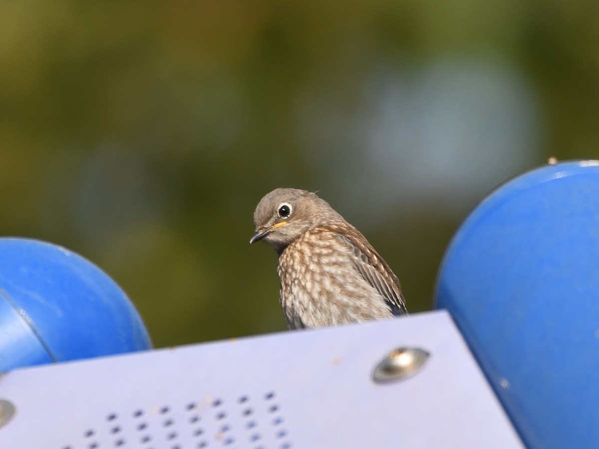 Western Bluebird - ML620895204