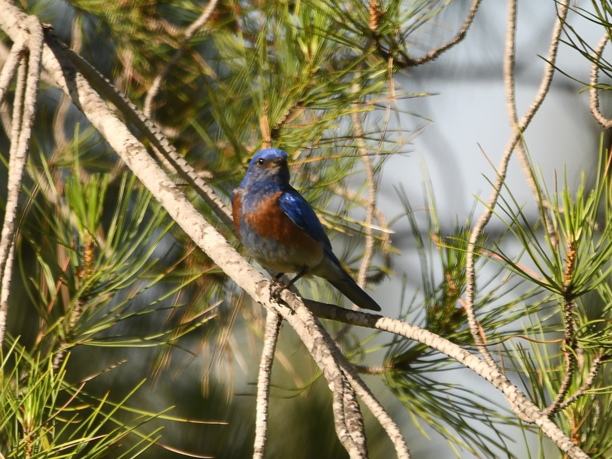 Western Bluebird - ML620895205