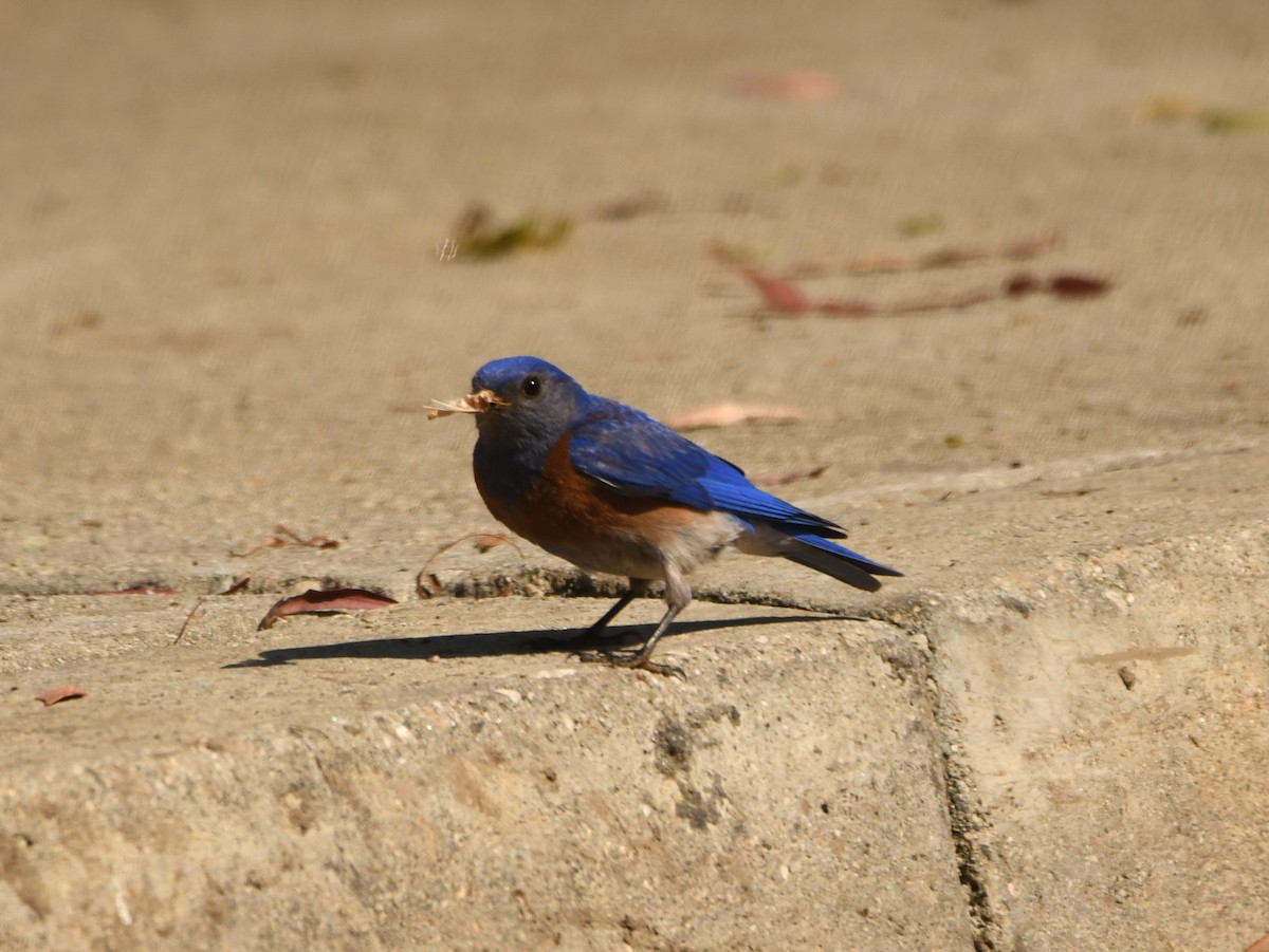 Western Bluebird - ML620895207