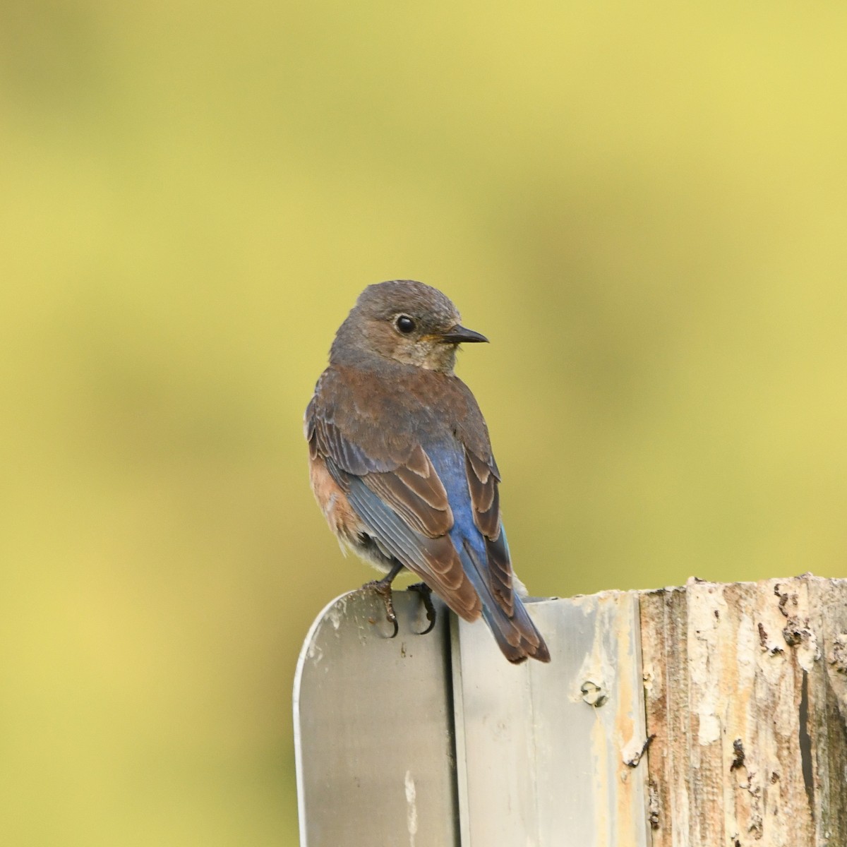 Western Bluebird - ML620895208