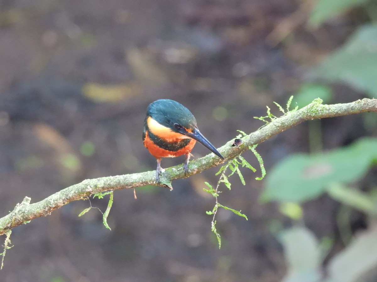 American Pygmy Kingfisher - ML620895213