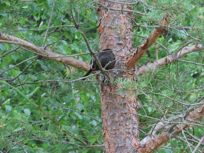 Eurasian Blackbird - ML620895217