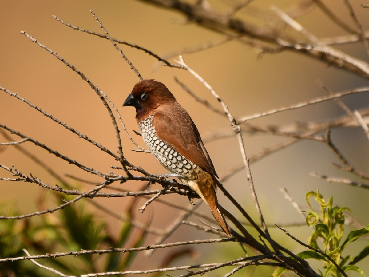 Scaly-breasted Munia - ML620895219