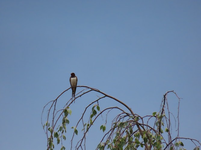 Golondrina Común - ML620895220