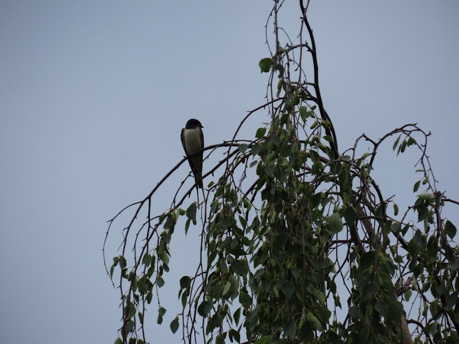 Barn Swallow - ML620895224