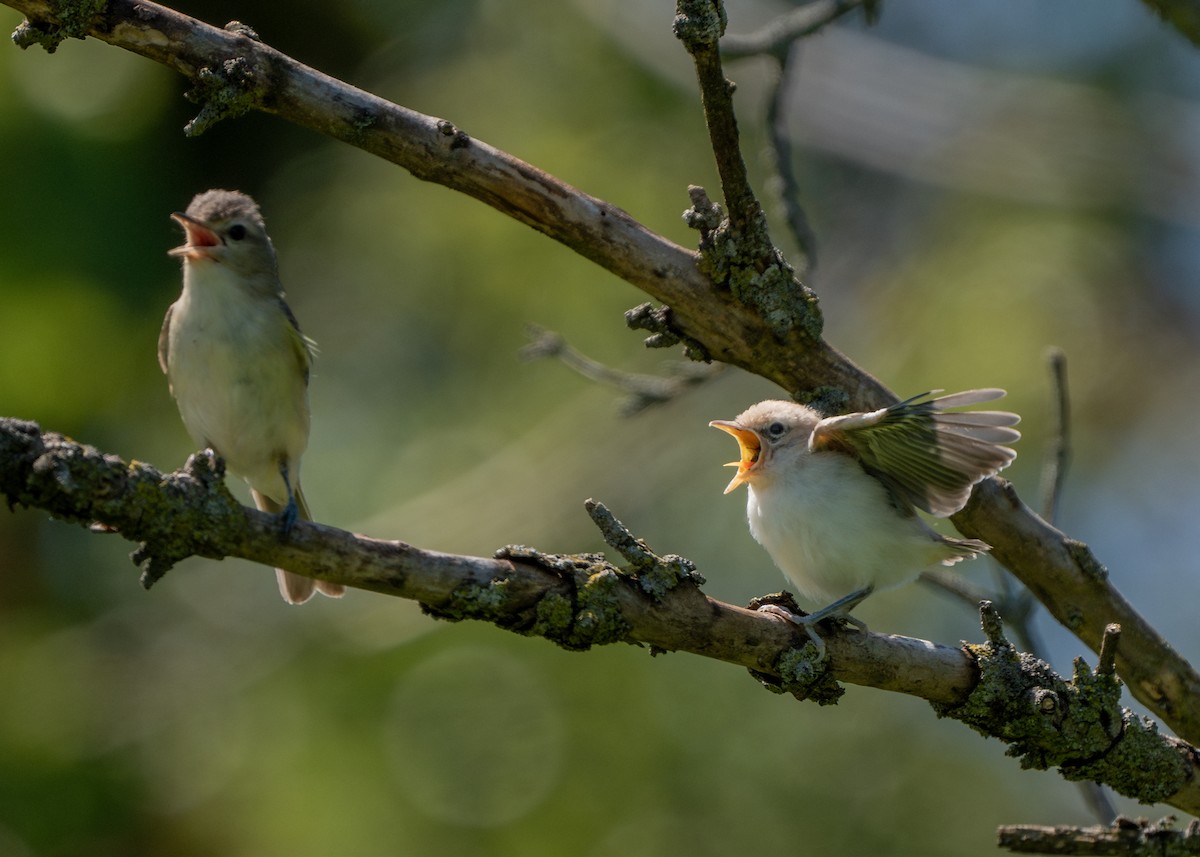 Warbling Vireo - ML620895228