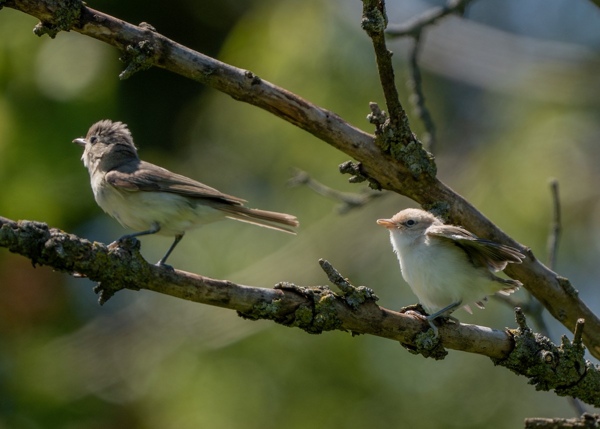 Warbling Vireo - ML620895229