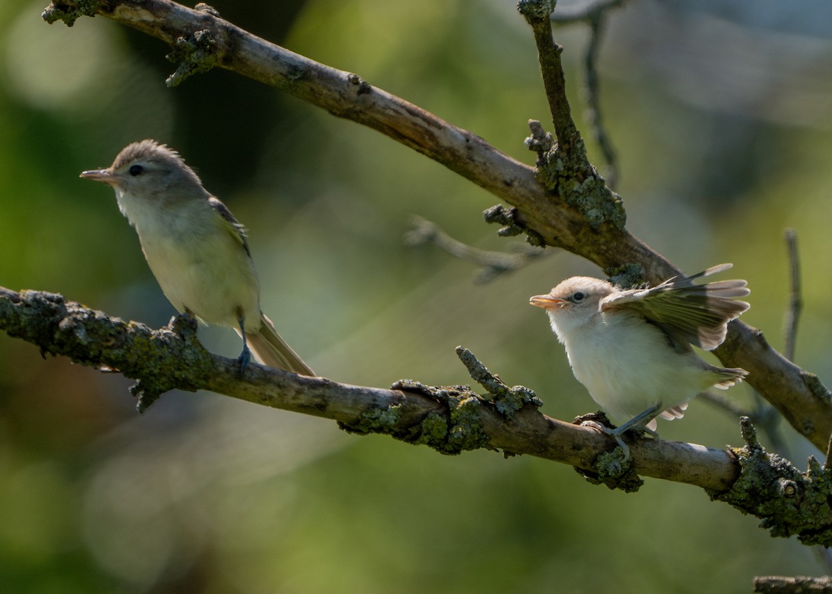 Warbling Vireo - ML620895230