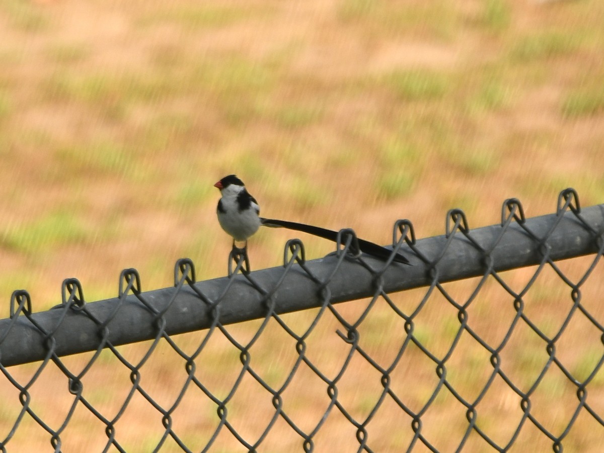 Pin-tailed Whydah - ML620895231