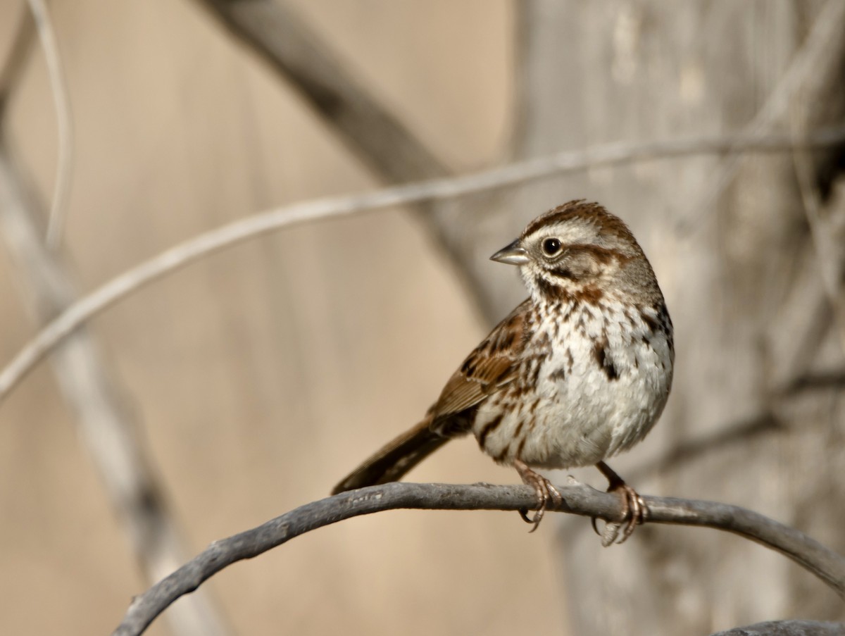 Song Sparrow - ML620895232