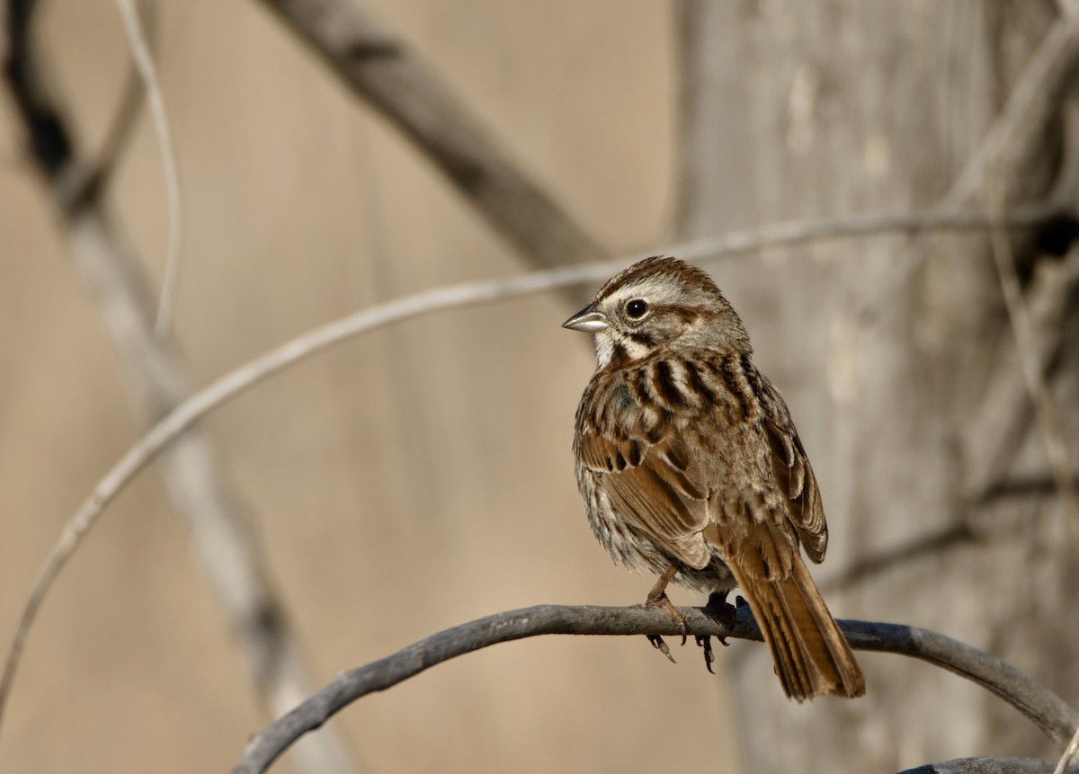 Song Sparrow - ML620895233