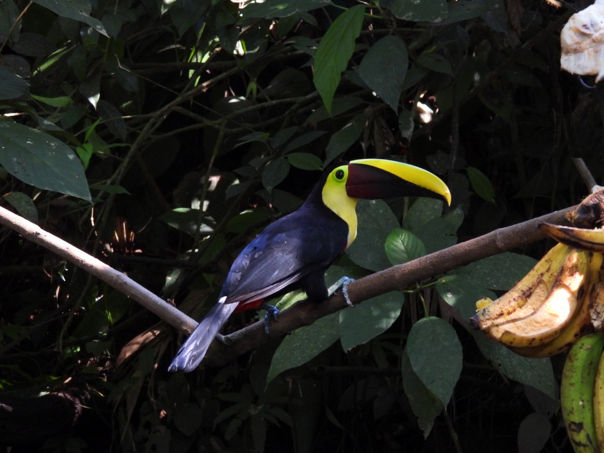 Yellow-throated Toucan - ML620895235