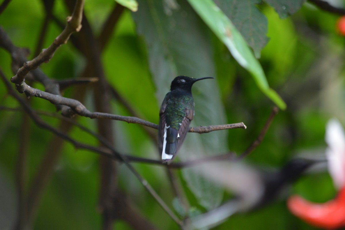 Colibrí Negro - ML620895236