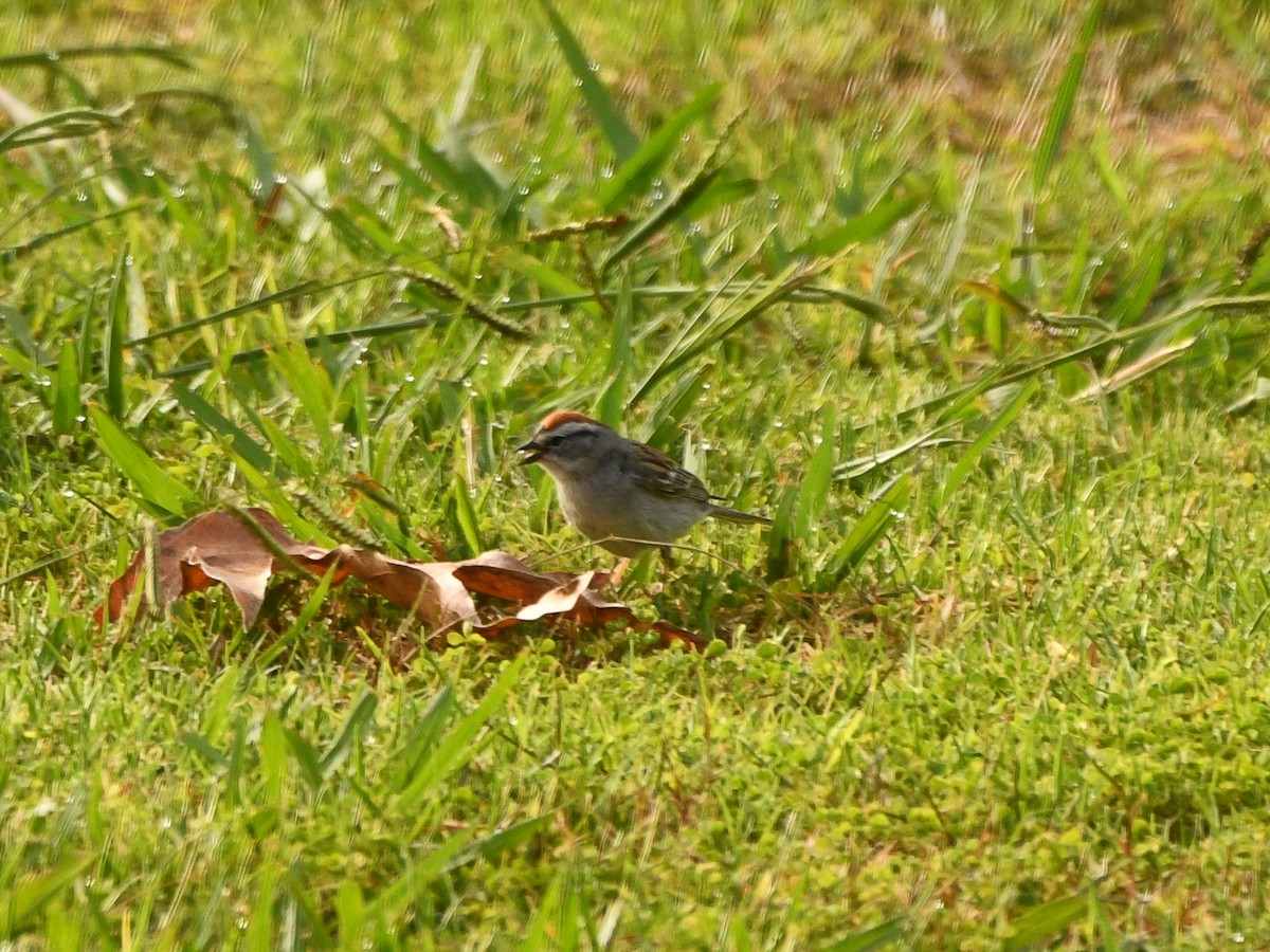 Chipping Sparrow - ML620895250
