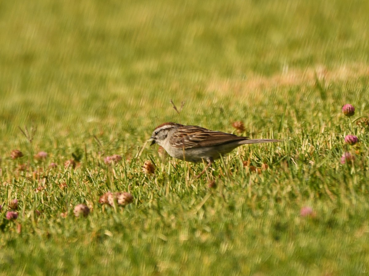 Chipping Sparrow - ML620895251