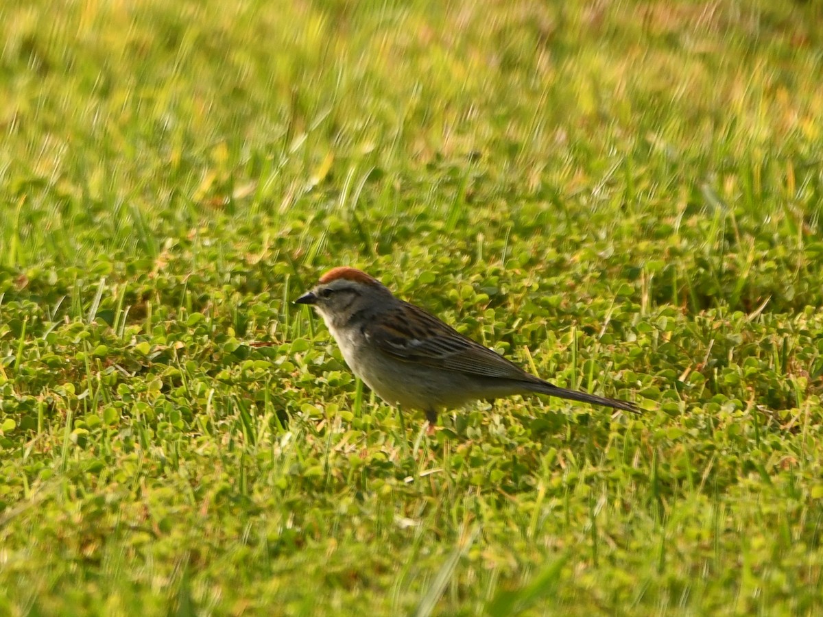 Chipping Sparrow - ML620895252