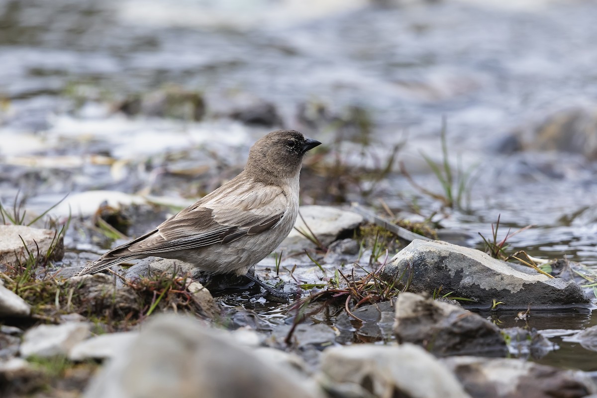 Black-headed Mountain Finch - ML620895254