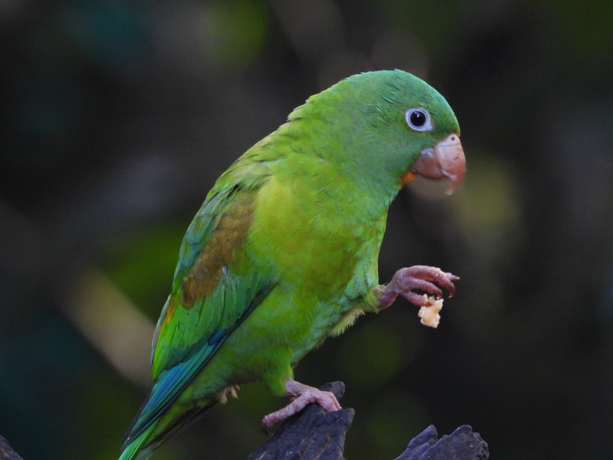 Orange-chinned Parakeet - ML620895256