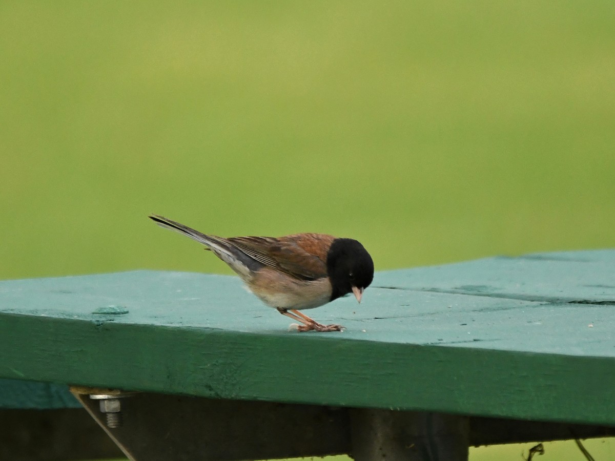 Dark-eyed Junco - ML620895260