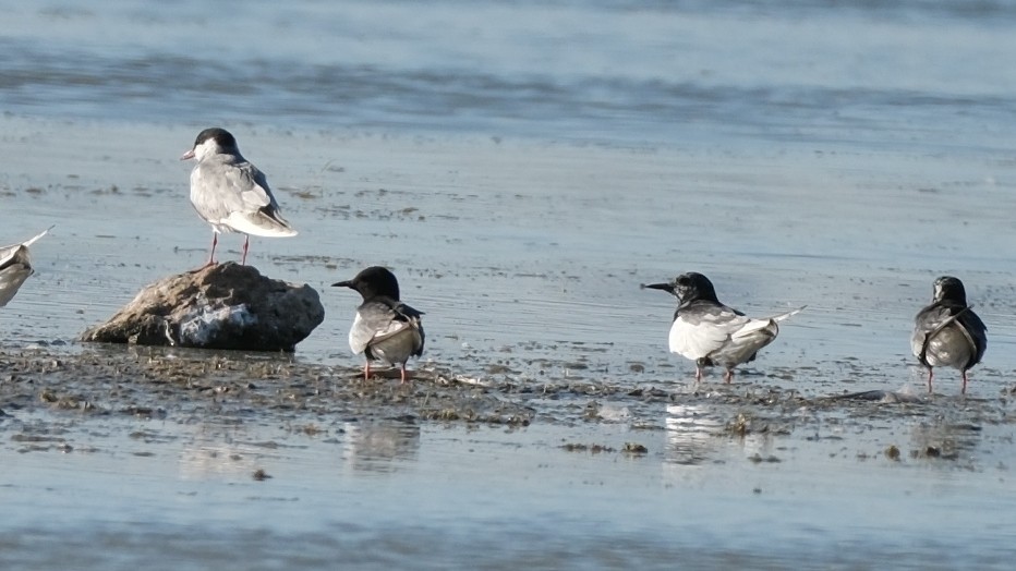 White-winged Tern - ML620895269