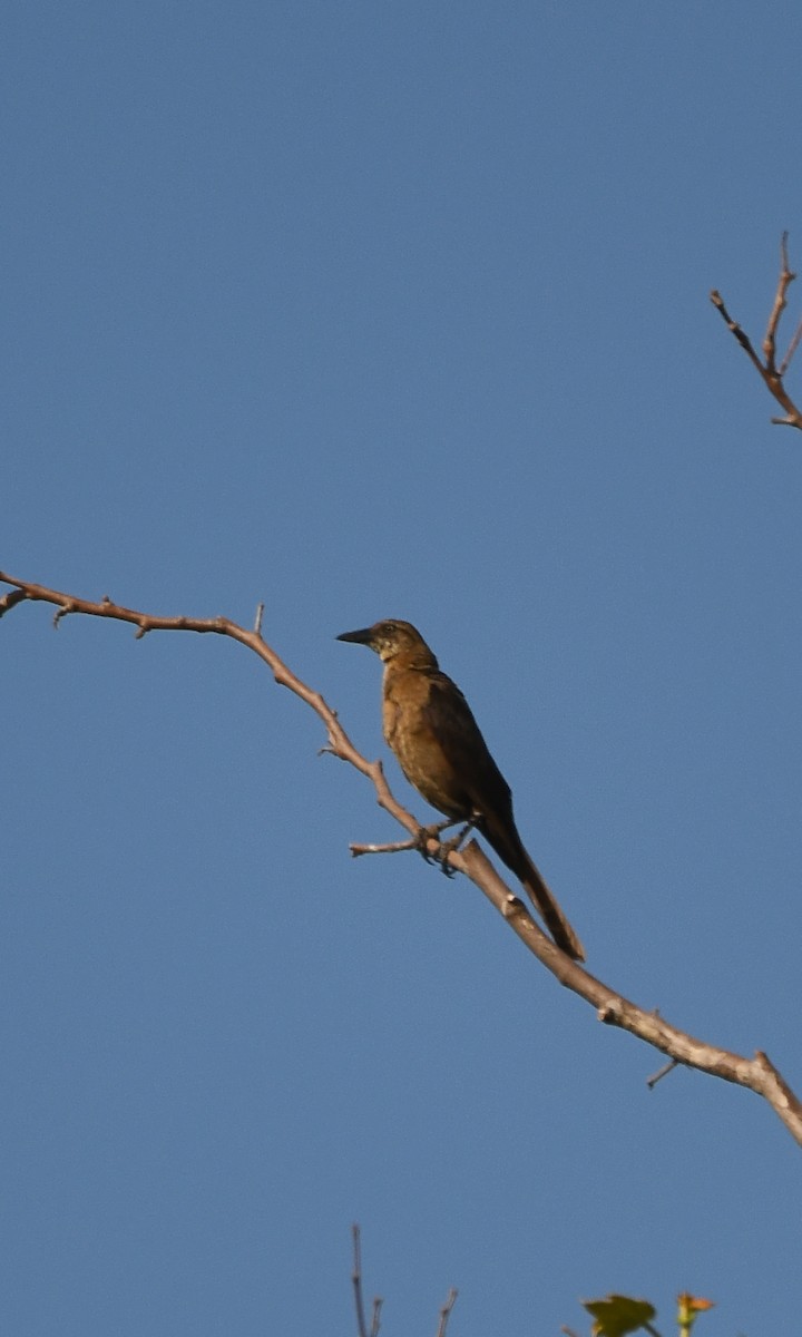 Great-tailed Grackle - ML620895270