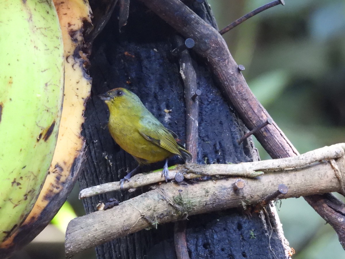 Olive-backed Euphonia - ML620895275