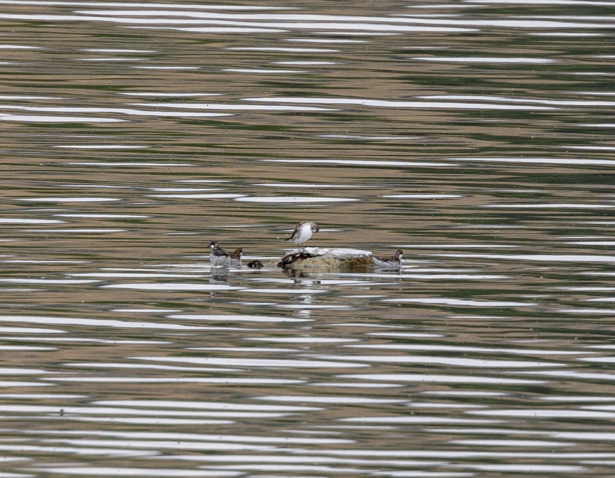 Wilson's Phalarope - ML620895282