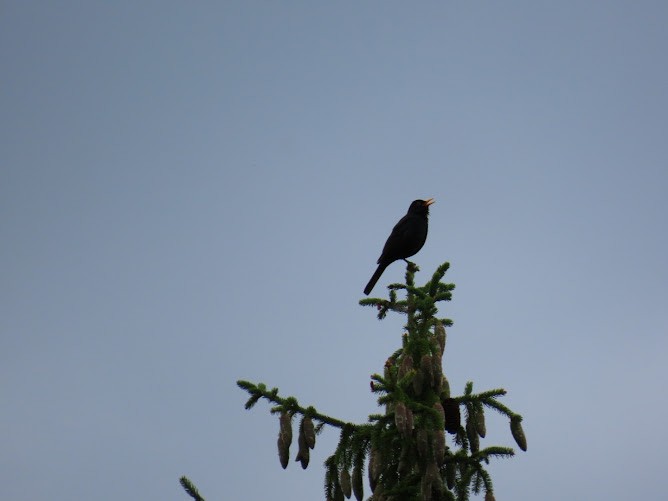 Eurasian Blackbird - ML620895284