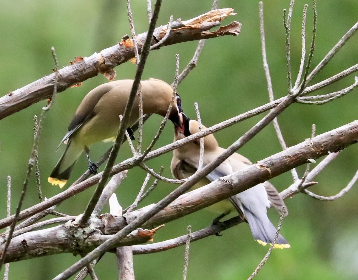 Cedar Waxwing - ML620895285